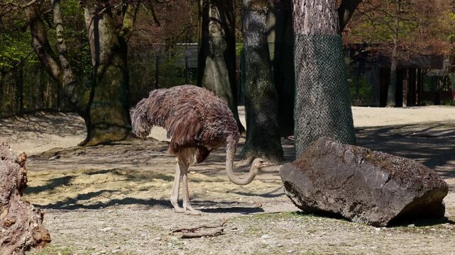 The common ostrich, Struthio camelus, or simply ostrich, is a species of large flightless birds native to Africa. It is one of two extant species of ostriches