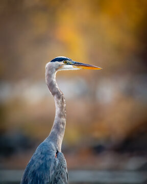 Great Blue Heron portrait with warm autumn background