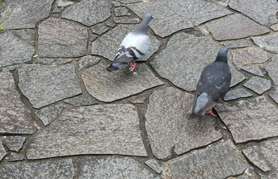 石畳を歩く鳩