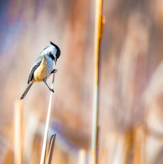 Black-capped Chickadee among reeds with soft golden background © Rogney