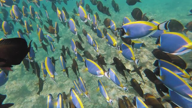 Snorkeling in Maldives near Dhiffushi, camera follows group of fish - Powder blue tang and Black surgeonfish swim over rocky sea bottom