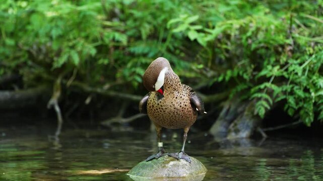 White-cheeked pintail, Anas bahamensis, also known as the Bahama pintail. Wildlife animal.