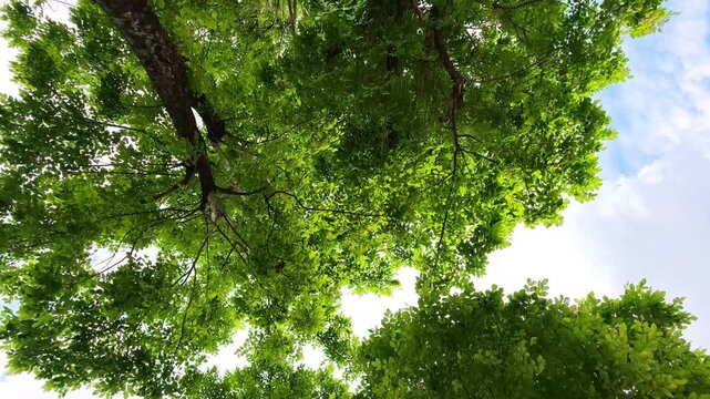 Low angle looking up at green trees tunnel pass moving slow motion sky clouds background