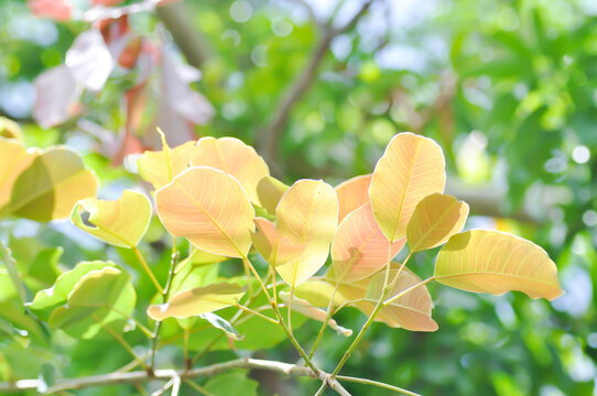ficus geniculata kurz or Ficus infectoria Roxb or ficus lacor buch, moraceae