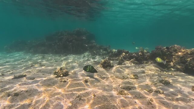 Snorkeling in Marsa Alam, underwater video follows male Clown coris fish swimming over sandy sea floor