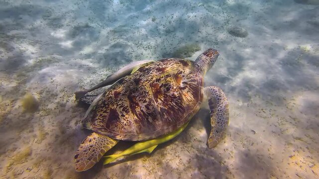 Large green sea turtle, sucker remora fish on its shell, grazing on seagrass covered sandy seafloor