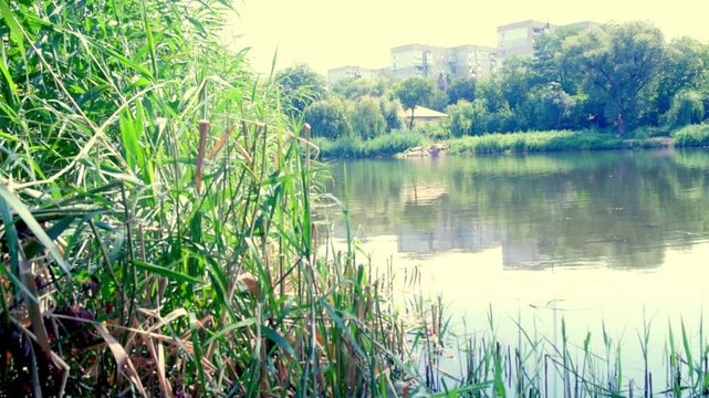 Scenic panoramic view of calm river water and lush green trees along riverbank on sunny summer day