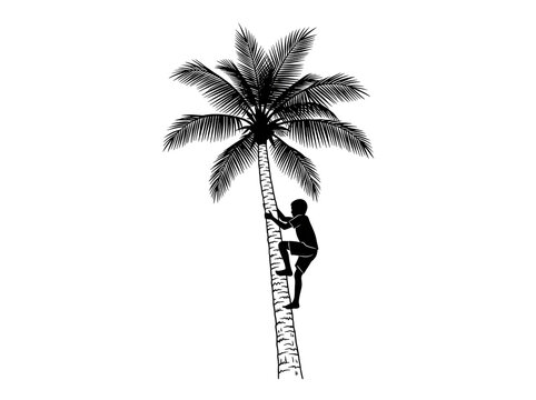 Black and white illustration of a young boy climbing up a tall tropical palm tree with lush fronds