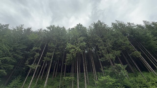 Low Angle View of Tall Evergreen Pine Trees Against Overcast Sky in Dense Forest