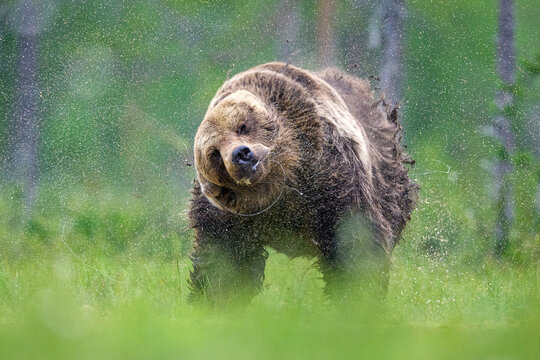 Powerful shake of a brown bear