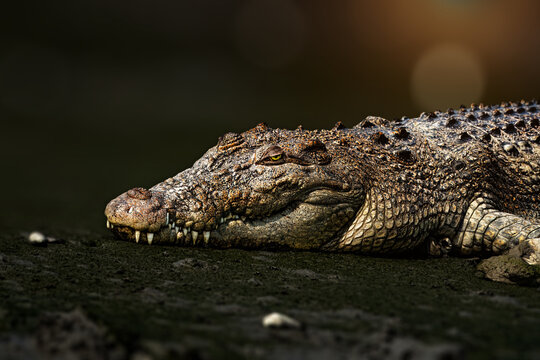 The saltwater crocodile is a crocodilian native to saltwater habitats, brackish wetlands and freshwater rivers from India's east coast across Southeast Asia and the Sundaland to northern Australia.