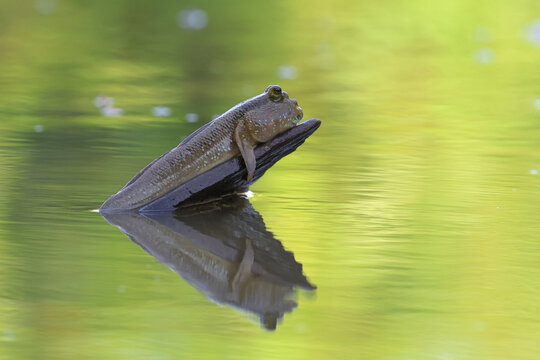 A giant mudskipper resting on a tree stump in the mangrove forest.