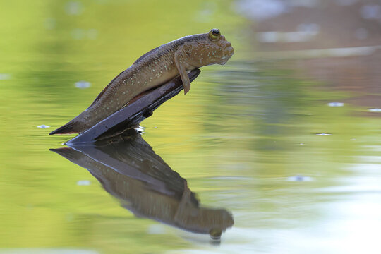 A giant mudskipper resting on a tree stump in the mangrove forest.