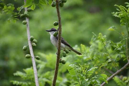 A Gray Kingbird (Tyrannus dominicensis), distinguishable by its dark gray upperparts and white underparts, in a forest in Buccoo, Tobago.