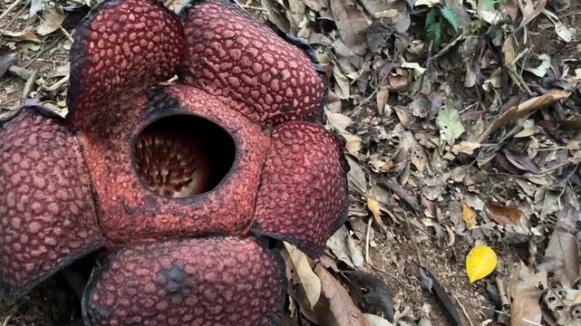 Close Up Blooming Rafflesia Flower with Copy Space