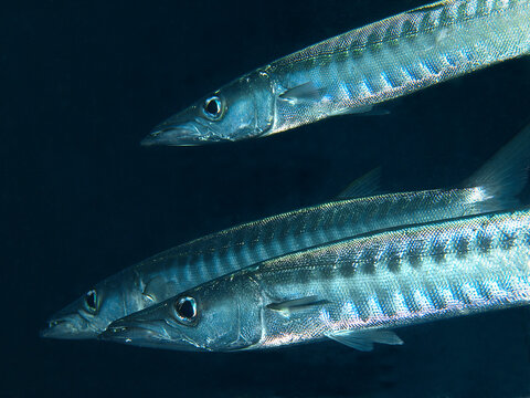 Three Barracudas in Front of a Passing School in Raja Ampat, Indonesia. The composition highlights the streamlined bodies and silvery reflections.