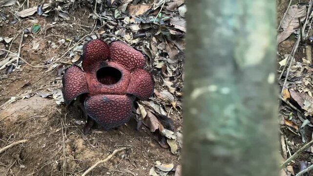 Rare Giant Rafflesia Flower Blooming in Tropical Rainforest