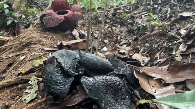 Footage of dead black withered Rafflesia flower in foreground with a blooming rare giant Rafflesia arnoldii flower in background on rainforest soil.