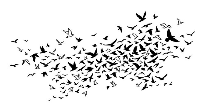 Minimal Hand Drawn Flying Bird Silhouette Flock Vector in Migration Pattern Isolated on White Background