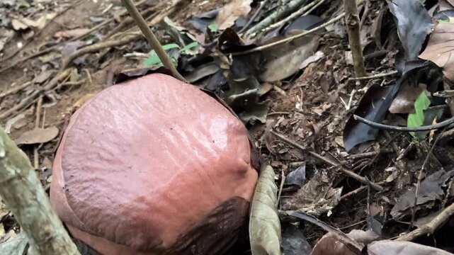 Detailed close up shot of a rare unbloomed Rafflesia arnoldii flower bud looking like a cabbage on the jungle floor of Sumatra tropical rainforest.