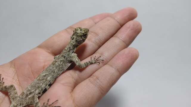 Close-up of a flying lizard (Draco sp.) resting on a white background. Camouflaged gliding reptile native to Southeast Asia, showcasing unique body patterns and natural adaptation.