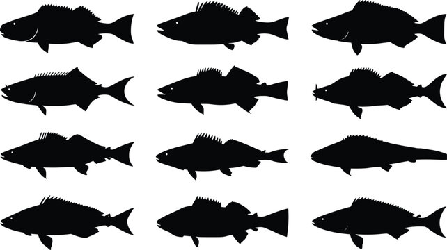 Set of Twelve Freshwater Fish Silhouettes Isolated on White Background for Fishing Wildlife Marine and Seafood Design Collection