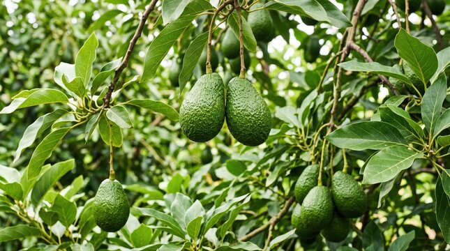 Green, unripe avocados hang from lush branches on a healthy tree. This image is ideal for promoting healthy eating, organic produce, or sustainable agriculture initiatives.
