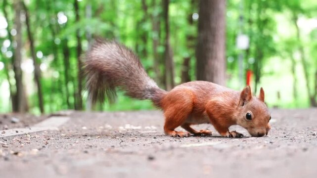 Static ground level view of a red squirrel foraging, walking very close to camera lens, leaving and returning to look for food.