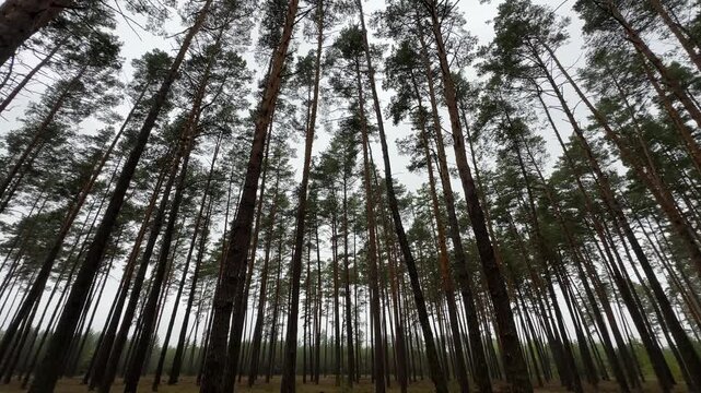 Panorama of a pine forest on an overcast day. . High quality 4k footage