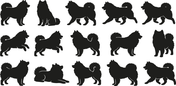Samoyed, spitz, dog, silhouette, vector, set, collection, standing, sitting, running, walking, pose, fluffy, pet, canine, purebred, isolated, graphic, illustration, icon