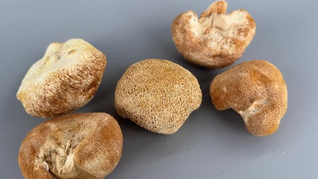 Dried lion's mane mushrooms on a gray background, closeup. High quality 4k footage