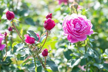 Obraz premium ピンク色の満開のバラの花とつぼみのある庭園