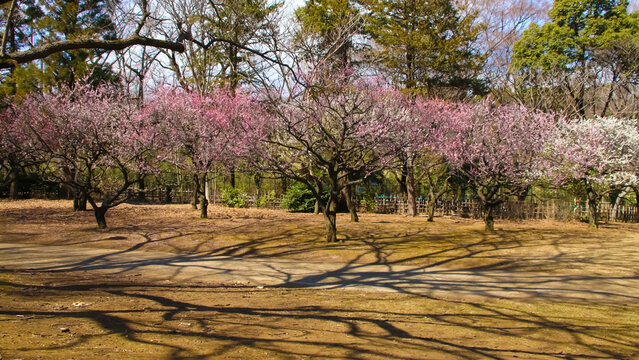 梅の花。梅林。