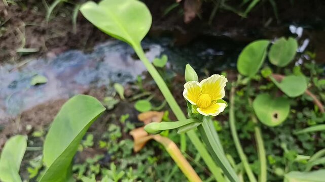 Yellow Limnocharis flava Flower Blooming in Tropical Wetland