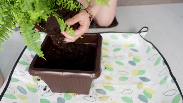 Woman Holding Fern Root Ball While Repotting Houseplant at Home