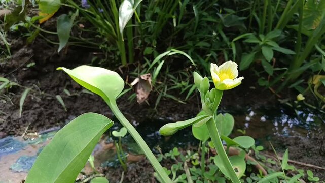 Blooming Limnocharis flava Flower Growing in Tropical Wetland
