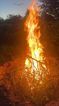 a huge bonfire of dry branches in the evening . High quality 4k footage