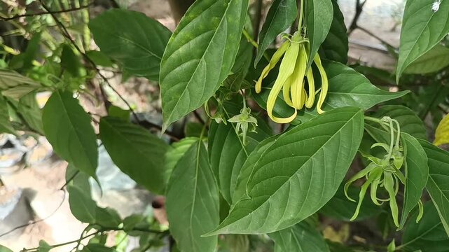 Close Up of Cananga odorata Ylang Ylang Flower in Tropical Garden
