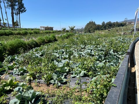 Lush green agricultural field intercropped with fresh lettuce and cabbage crops growing under bright sunlight, highlighting sustainable farming practices.