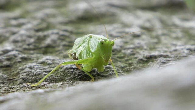 An injured bush cricket without its lower abdomen and two legs crawls on a stone.