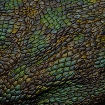 Extreme Macro View of Interlocking Ectotherm Dermal Armor