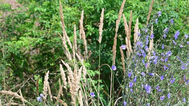 A vibrant cluster of wild blue chicory flowers sways gently in the breeze against a rustic backdrop of tall dry grass and lush green foliage.