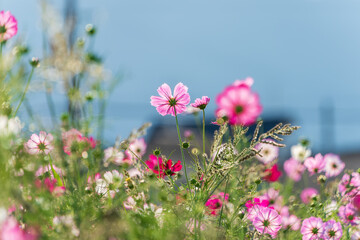 Obraz premium Vibrant pink cosmos flowers blooming against blue sky in autumn garden nature background with copy space