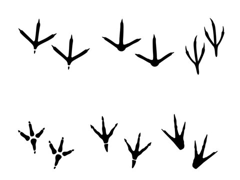 Bird footprint silhouettes collection, black chicken and turkey paw tracks, avian claw marks set, wildlife animal trail vector icons