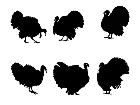 Turkey bird silhouette collection, set of 6 wild turkey vector shapes, black poultry icons for Thanksgiving and autumn holiday design