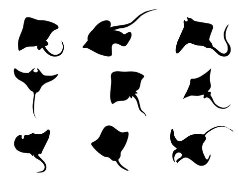 Stingray silhouette collection, set of 9 black manta ray vector icons, marine life sea creatures for aquatic nature design