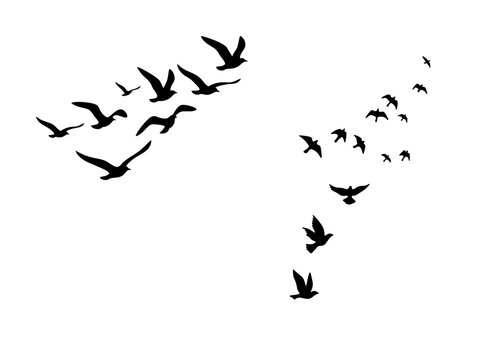 Flying birds silhouette collection, black migratory bird flock in flight, soaring seagulls and pigeons vector set for nature design