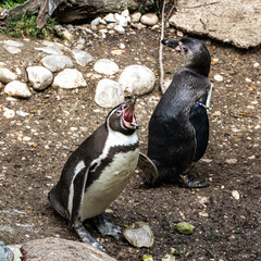 Fototapeta premium Humboldt Penguin, Spheniscus humboldti in a park