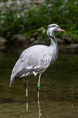 Obraz premium The Blue Crane, Grus paradisea, is an endangered bird