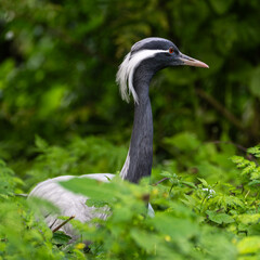 Obraz premium Demoiselle Crane, Anthropoides virgo are living in the bright green meadow during the day time